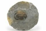 Scabriscutellum Trilobite With Beautiful Coloration #272840-1